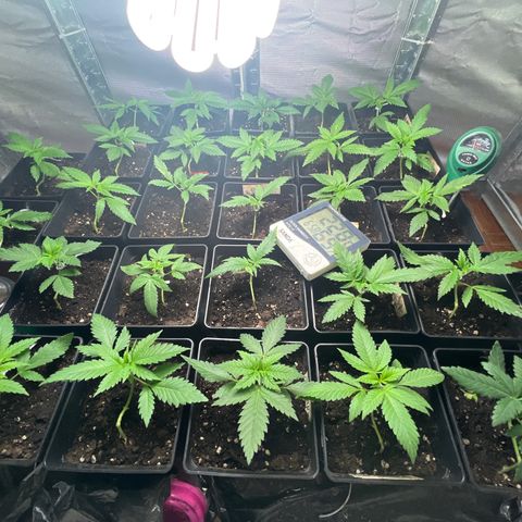 Critical growlog timeline photo
