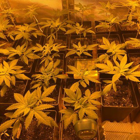 Critical growlog timeline photo