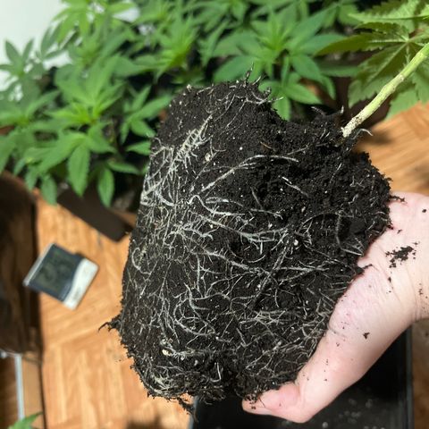 Critical growlog timeline photo