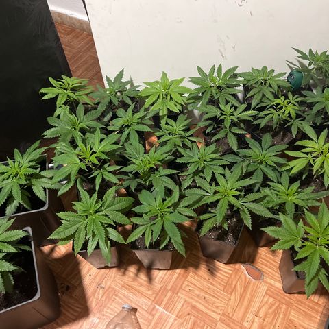 Critical growlog timeline photo