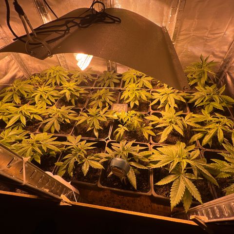 Critical growlog timeline photo