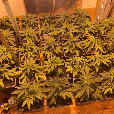 Critical growlog timeline photo