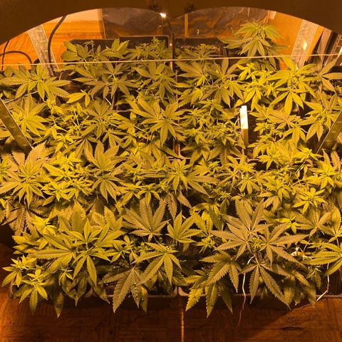 Critical growlog timeline photo