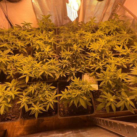 Critical growlog timeline photo