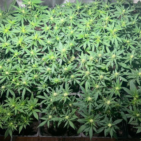Critical growlog timeline photo