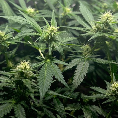 Critical growlog timeline photo