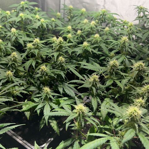 Critical growlog timeline photo