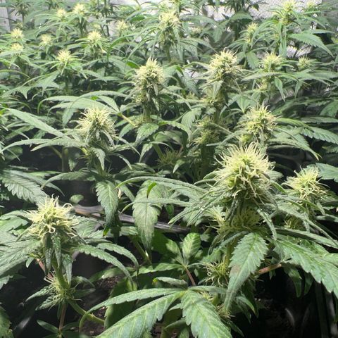 Critical growlog timeline photo