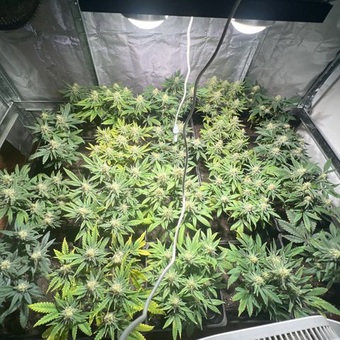 Critical growlog timeline photo