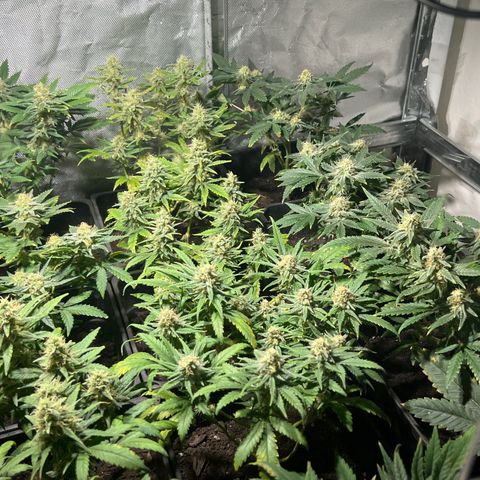 Critical growlog timeline photo