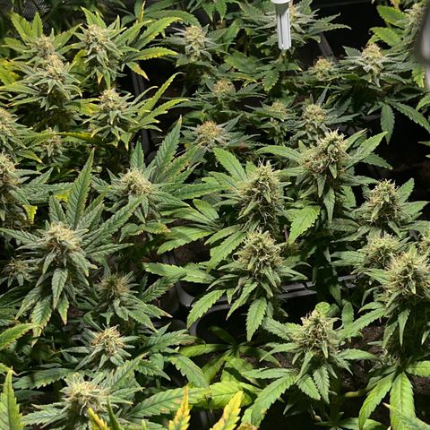 Critical growlog timeline photo