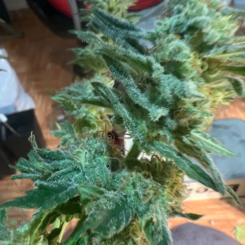 Critical growlog timeline photo