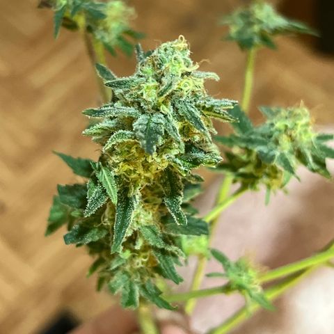 Critical growlog timeline photo