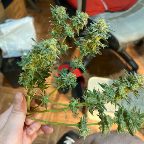 Critical growlog timeline photo