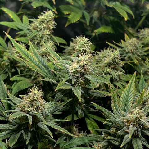 Critical growlog timeline photo