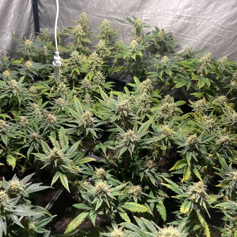 Critical growlog timeline photo