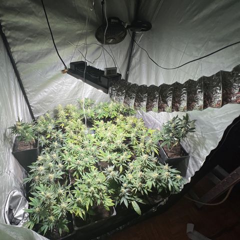 Critical growlog timeline photo