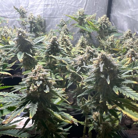 Critical growlog timeline photo