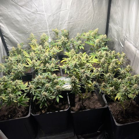 Critical growlog timeline photo
