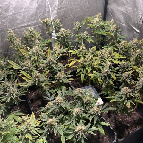 Critical growlog timeline photo
