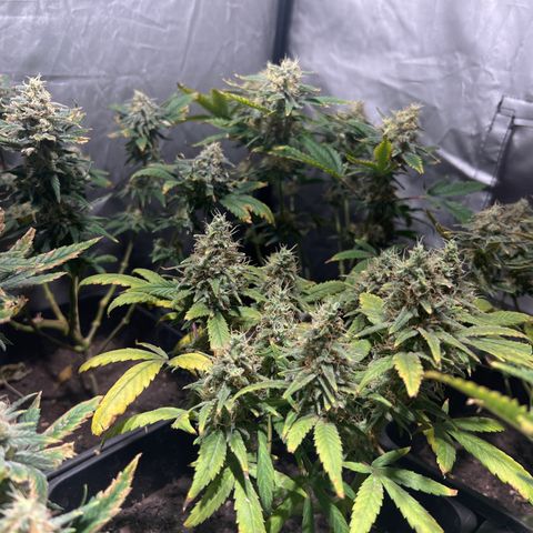 Critical growlog timeline photo