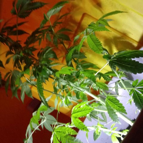 Cheese growlog timeline photo