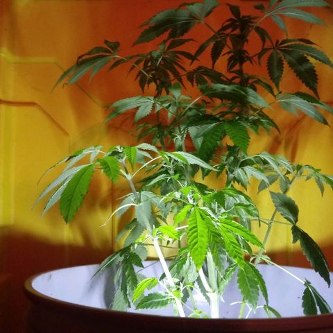 Cheese growlog timeline photo