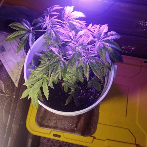 Cheese growlog photo: Full spectrum 