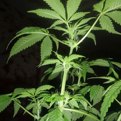 Cheese growlog photo: Bud structure