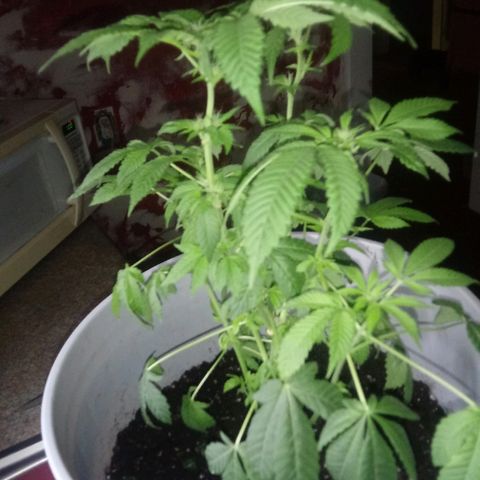 Cheese growlog photo: Bud structure