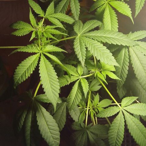 Cheese growlog photo: Couple days after transplant
