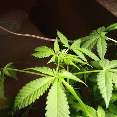 Cheese growlog photo: Couple days after transplant