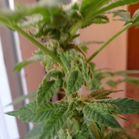 Cheese growlog photo: No problems I see.   Slight leaf burn on tips 