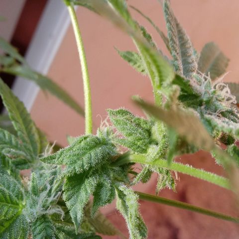 Cheese growlog photo: No problems I see.   Slight leaf burn on tips 