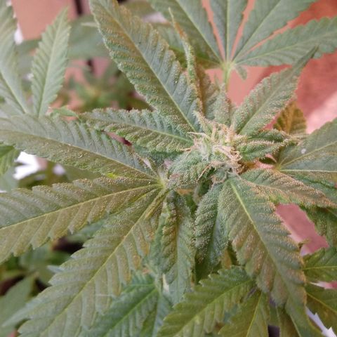 Cheese growlog photo: No problems I see.   Slight leaf burn on tips 