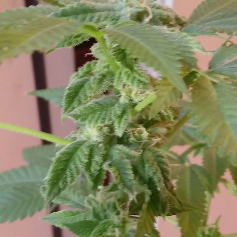 Cheese growlog photo: No problems I see.   Slight leaf burn on tips 