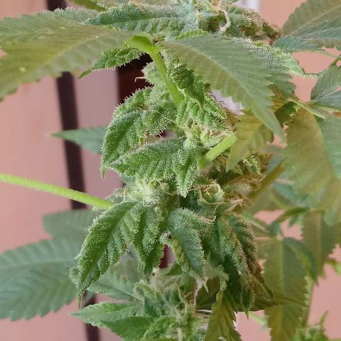 Cheese growlog photo: No problems I see.   Slight leaf burn on tips 