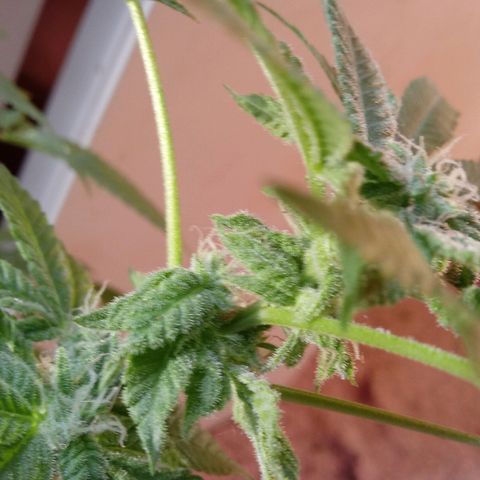 Cheese growlog photo: No problems I see.   Slight leaf burn on tips 