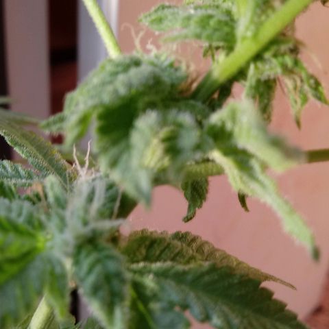 Cheese growlog photo: No problems I see.   Slight leaf burn on tips 