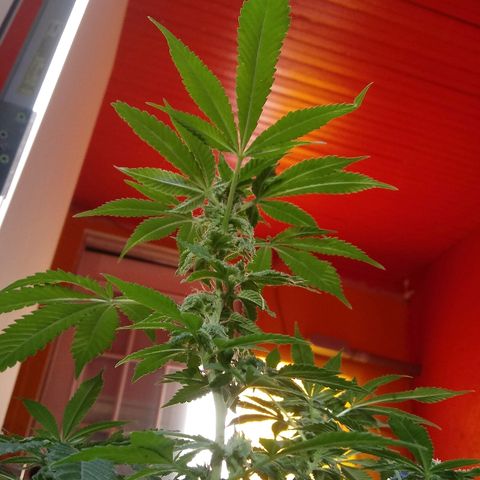 Cheese growlog photo: No problems I see.   Slight leaf burn on tips 