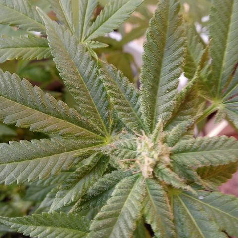Cheese growlog photo: No problems I see.   Slight leaf burn on tips 