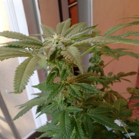 Cheese growlog photo: No problems I see.   Slight leaf burn on tips 