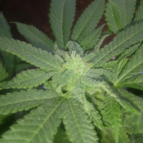 Cheese growlog photo:  More trichome growth on some bud spots 