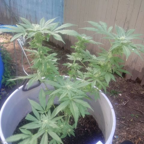Cheese growlog photo:  More trichome growth on some bud spots 