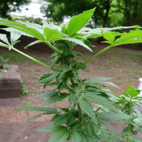 Cheese growlog photo:  More trichome growth on some bud spots 