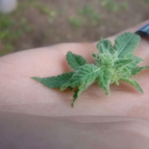 Cheese growlog photo:  More trichome growth on some bud spots 