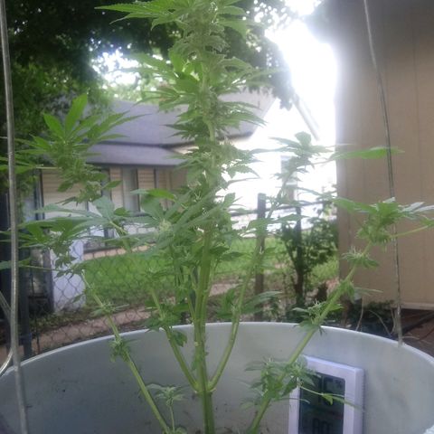 Cheese growlog photo:  More trichome growth on some bud spots 