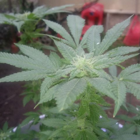 Cheese growlog photo:  More trichome growth on some bud spots 
