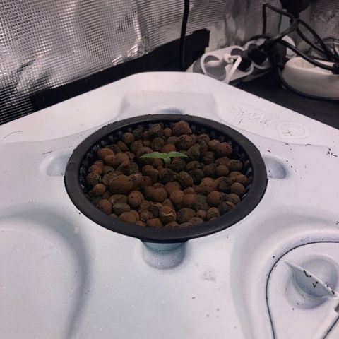 AMG growlog timeline photo