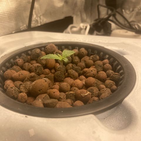 AMG growlog timeline photo